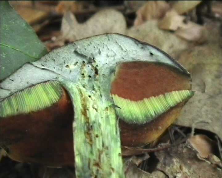 Winkel   ( FRA )   28.08.2004    1 Serie